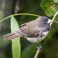 Yellow-bellied Seedeater